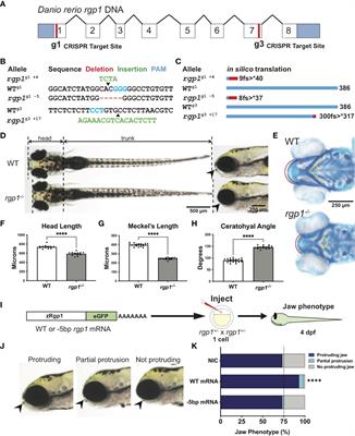 Rgp1 contributes to craniofacial cartilage development and Rab8a-mediated collagen II secretion